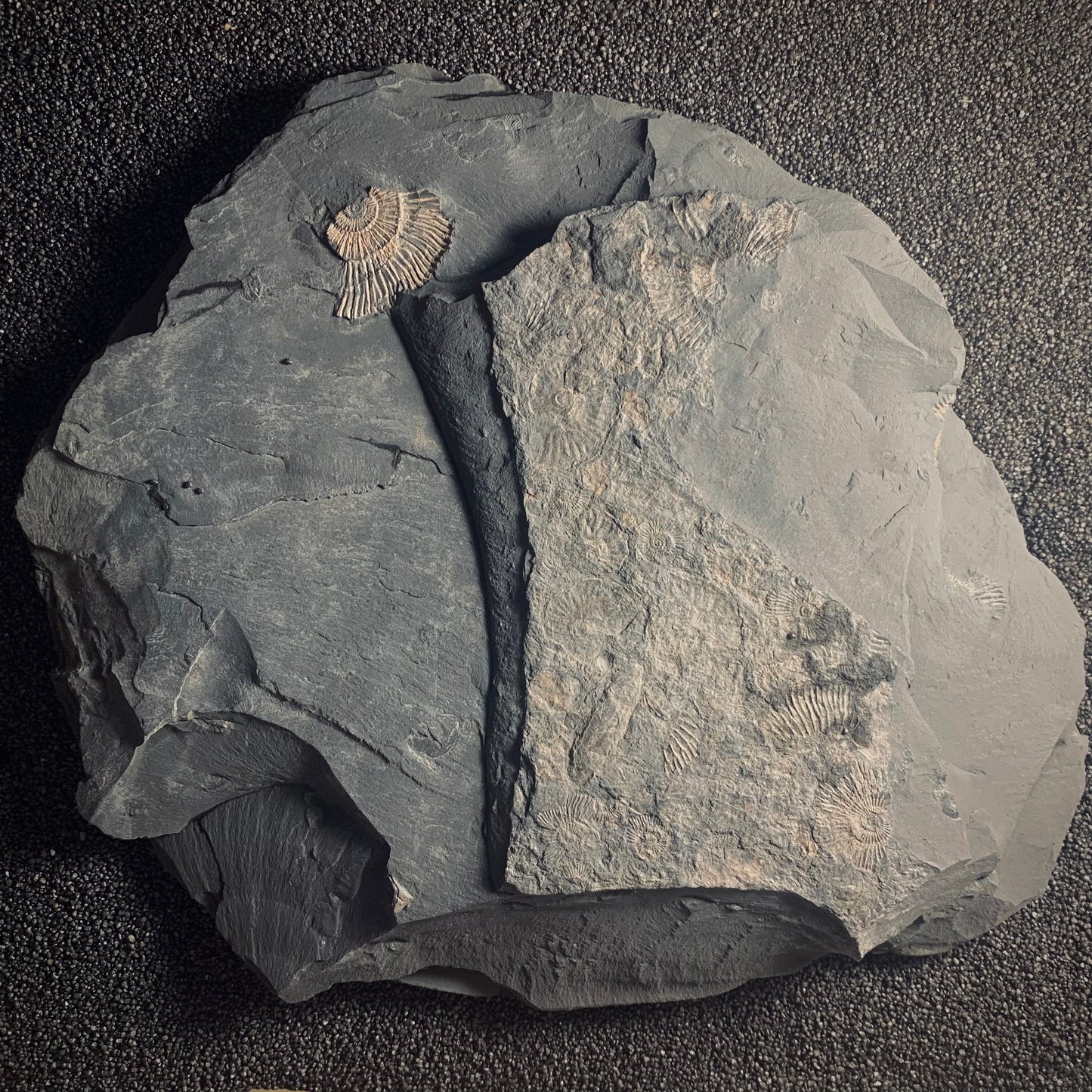 F230 | Ammonite | Dactylioceras commune