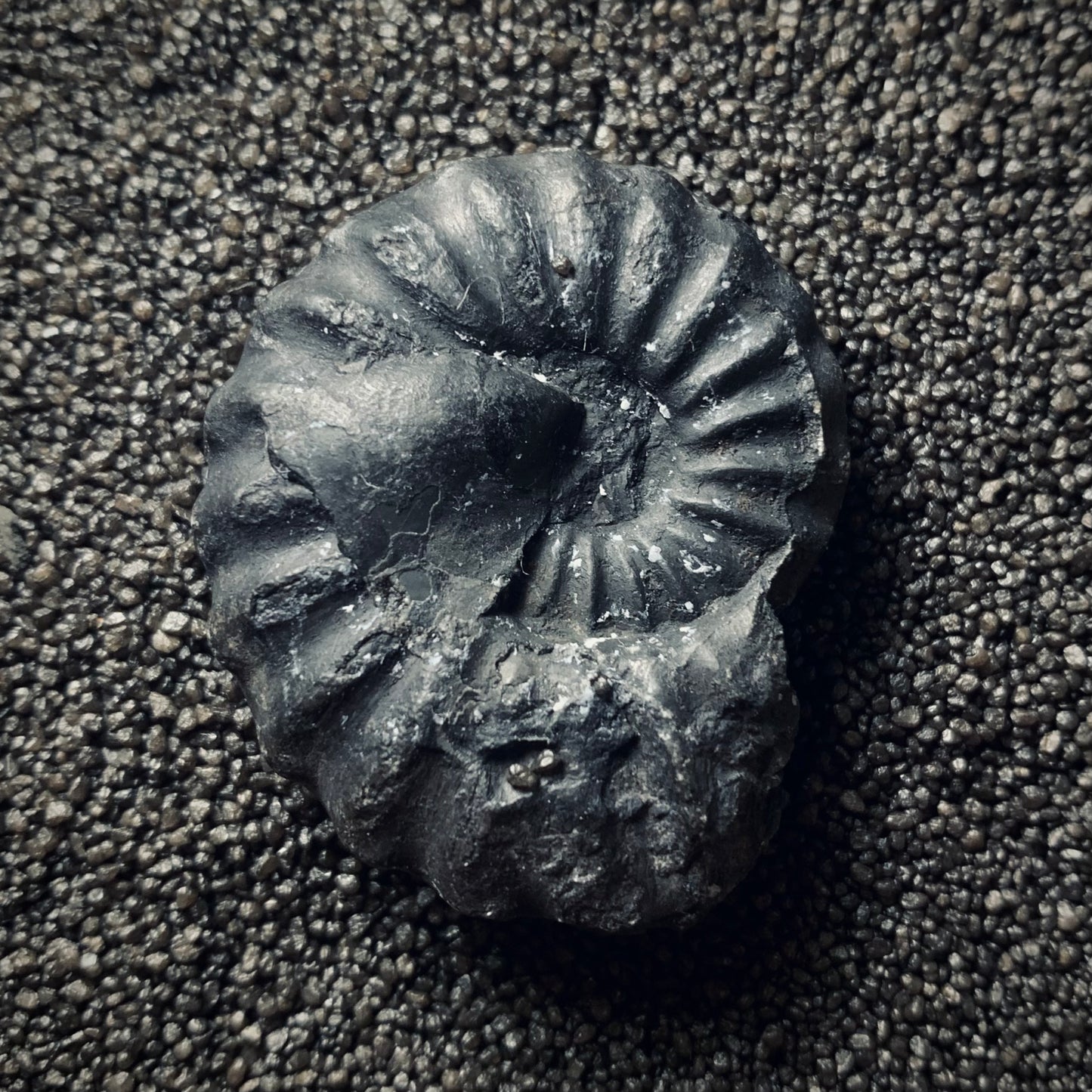 F215 | Ammonite | Brancoceras sp.