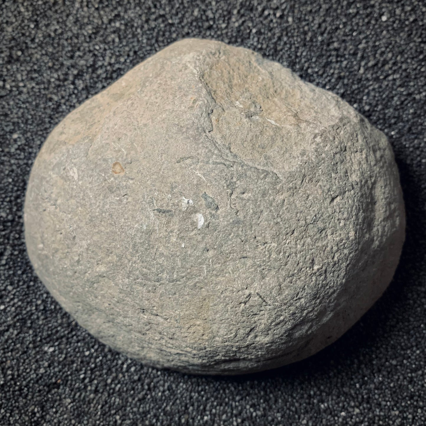F286 | Ammonite | Androgynoceras sp.