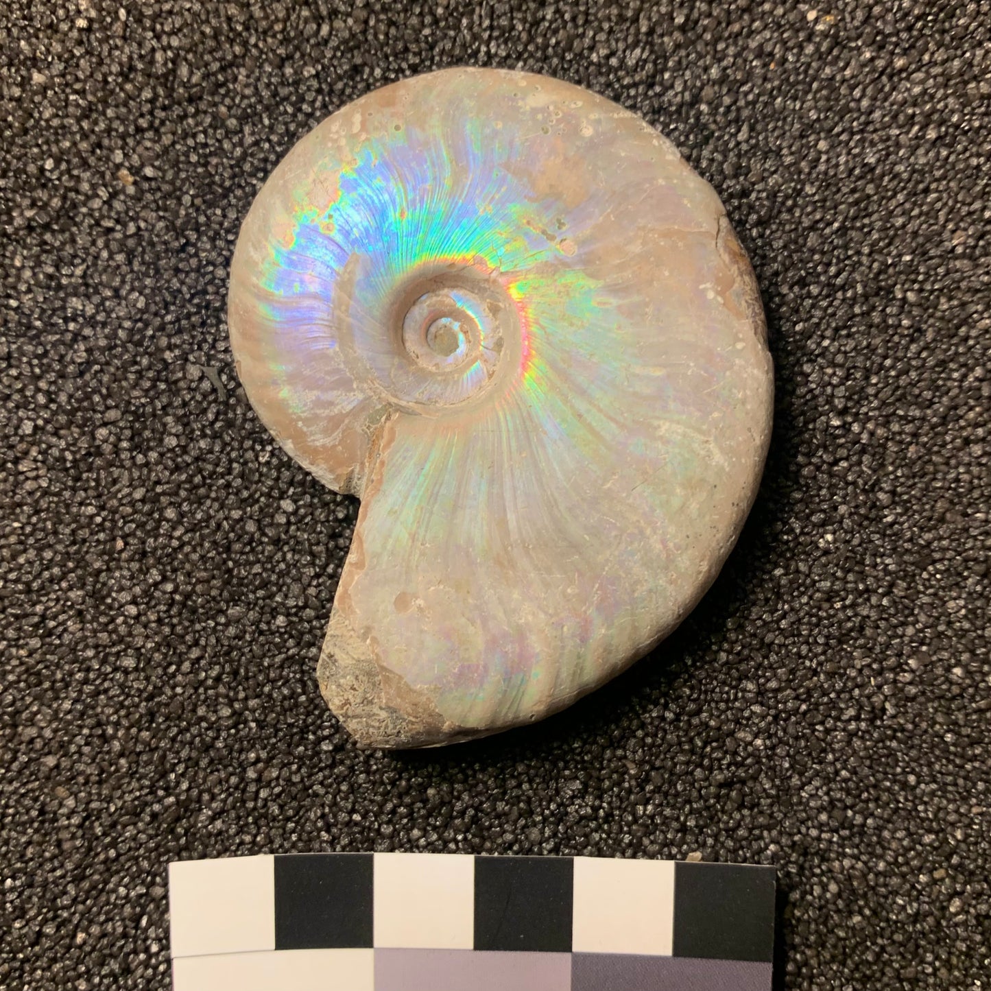F216 | Ammonite | Cleoniceras sp.