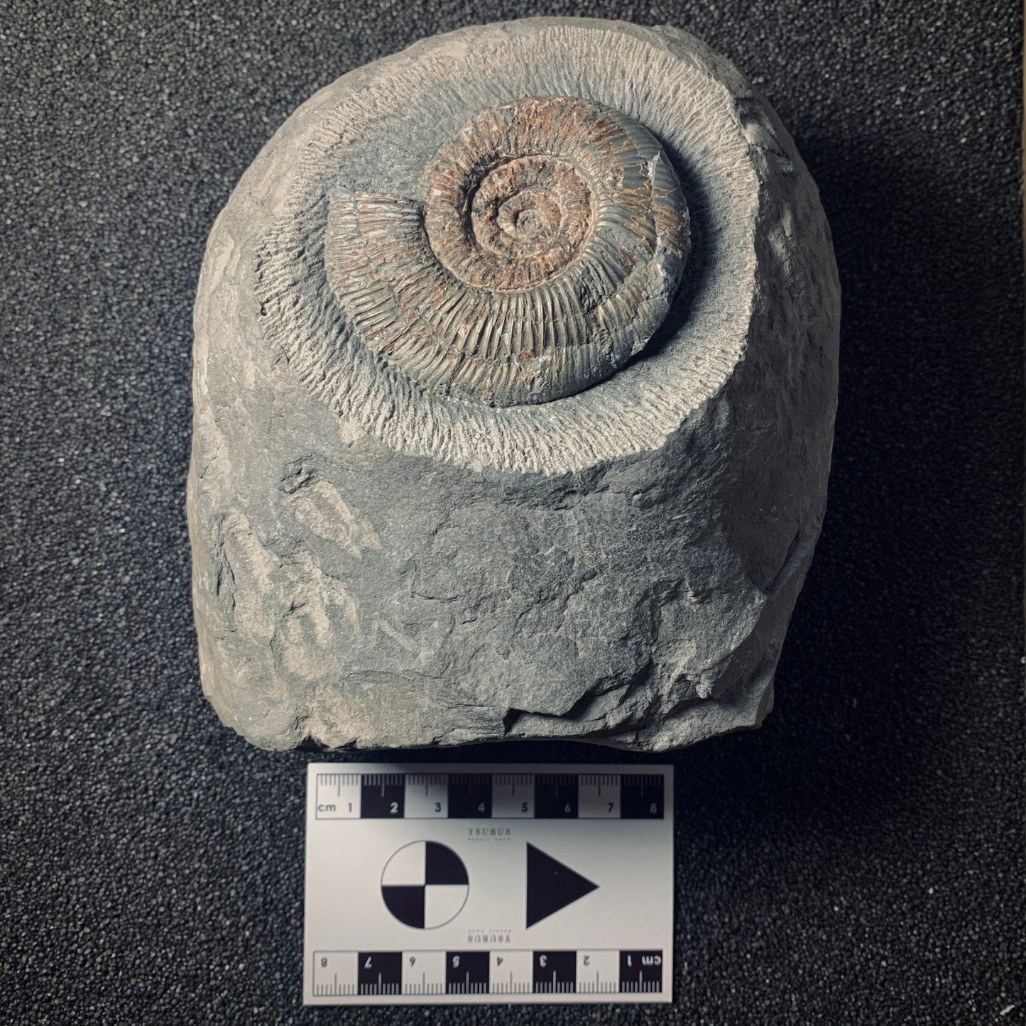 F278 | Ammonite | Dactylioceras tenuicostatum