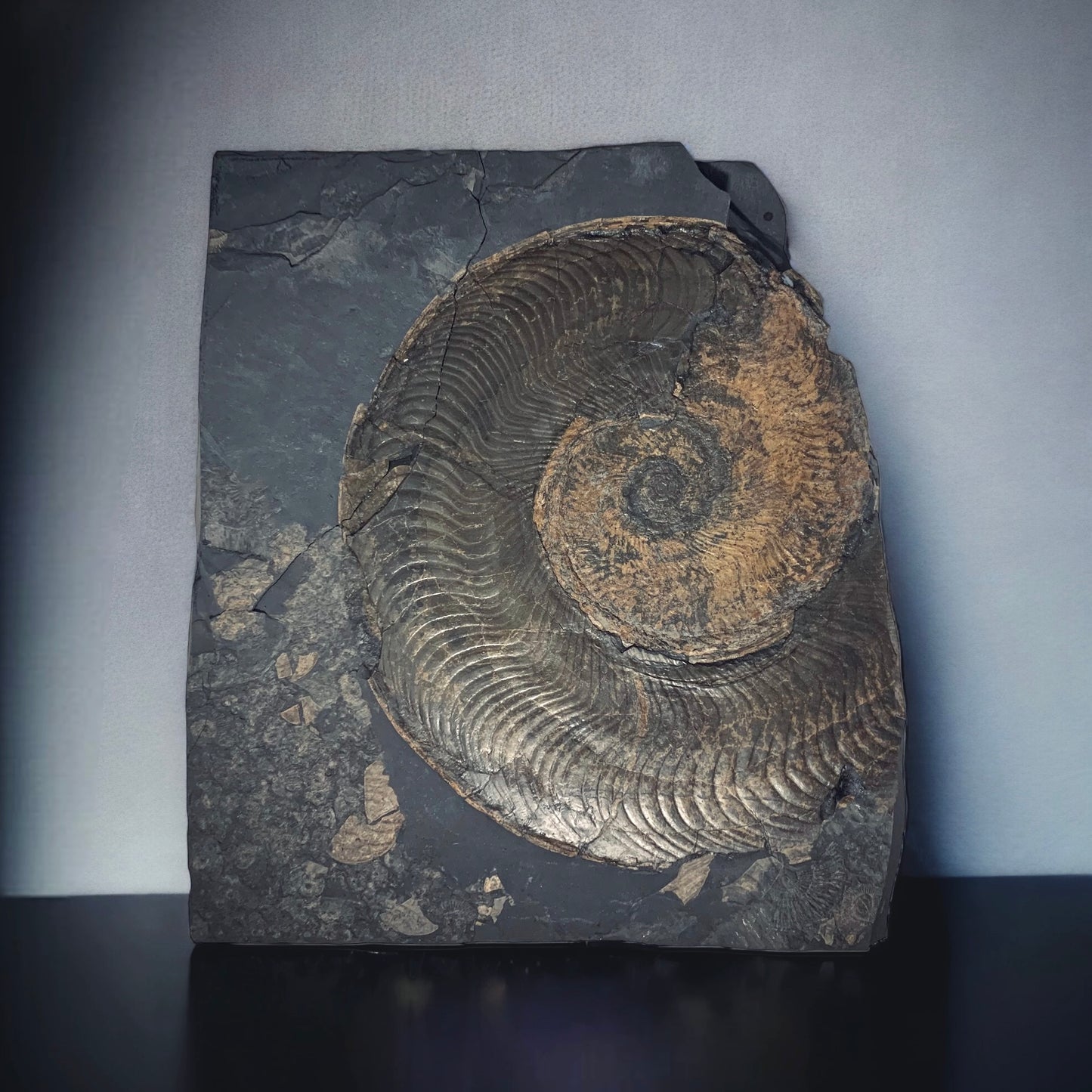F318 | Ammonite | Harpoceras falcifer
