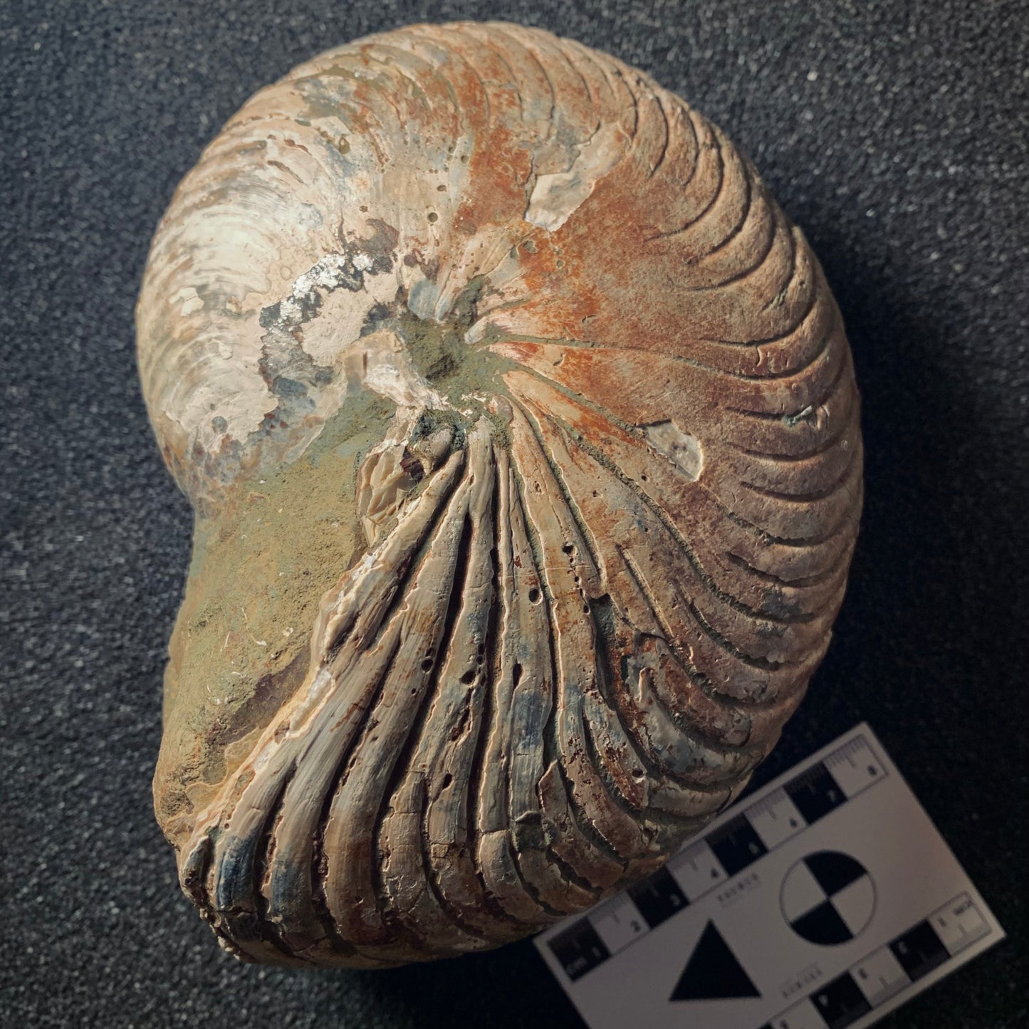 F291 | Nautilus | Cenoceras sp.
