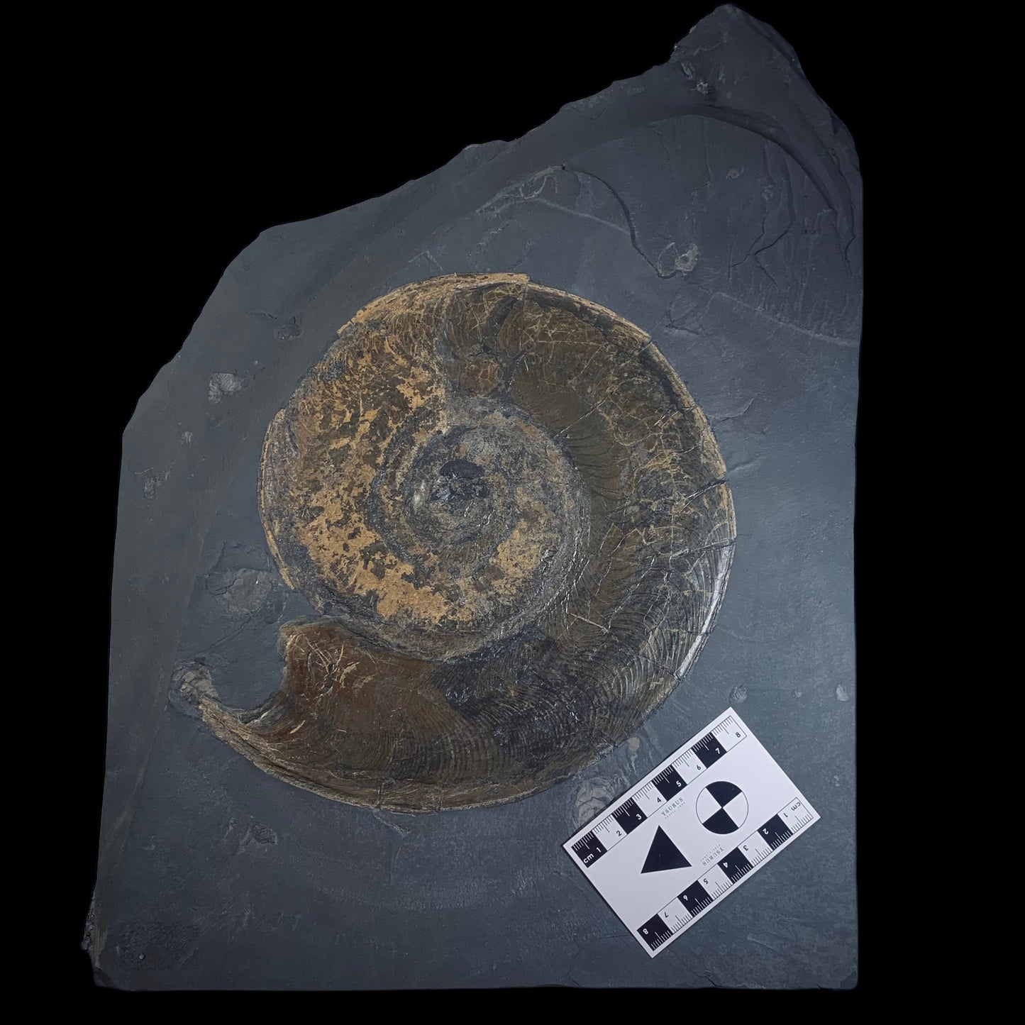 F316 | Ammonite | Harpoceras falcifer