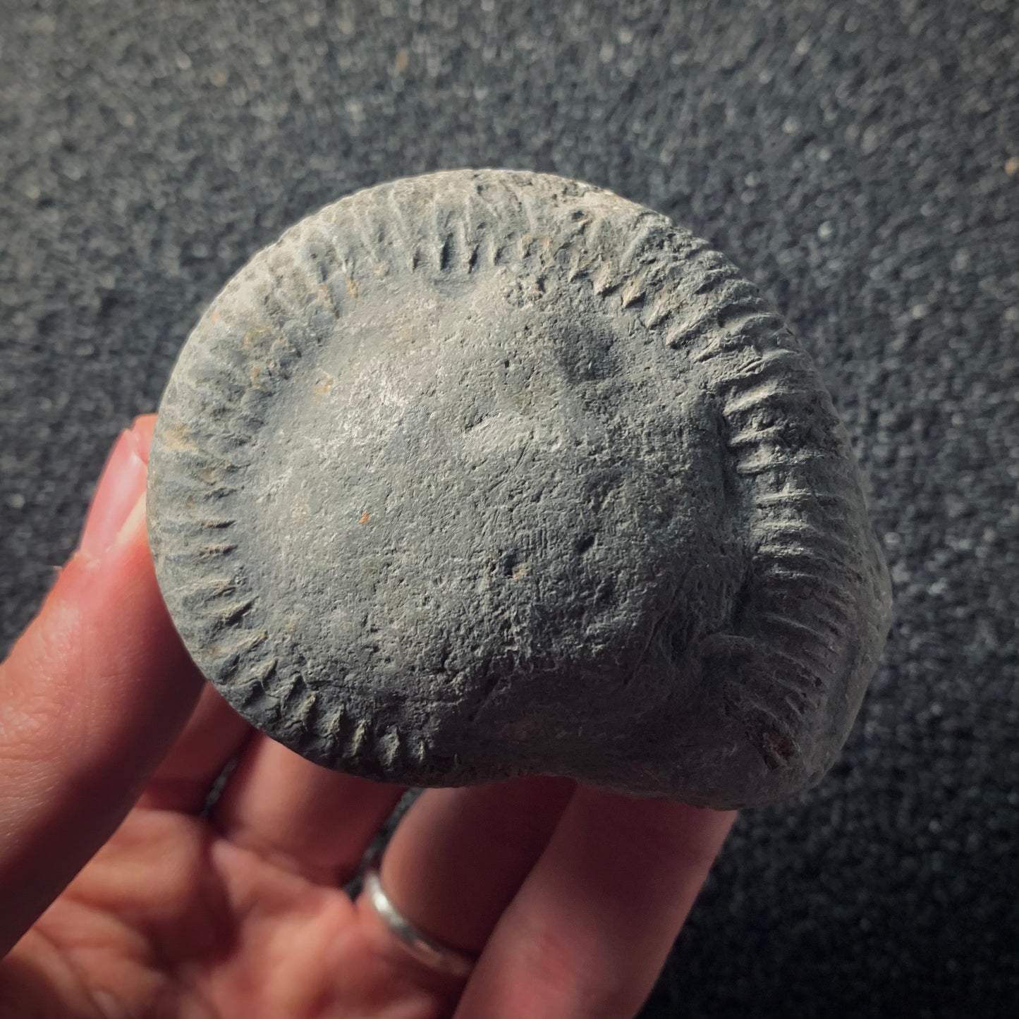 FNP9 | Fossile da preparare | Ammonite | Dactylioceras commune