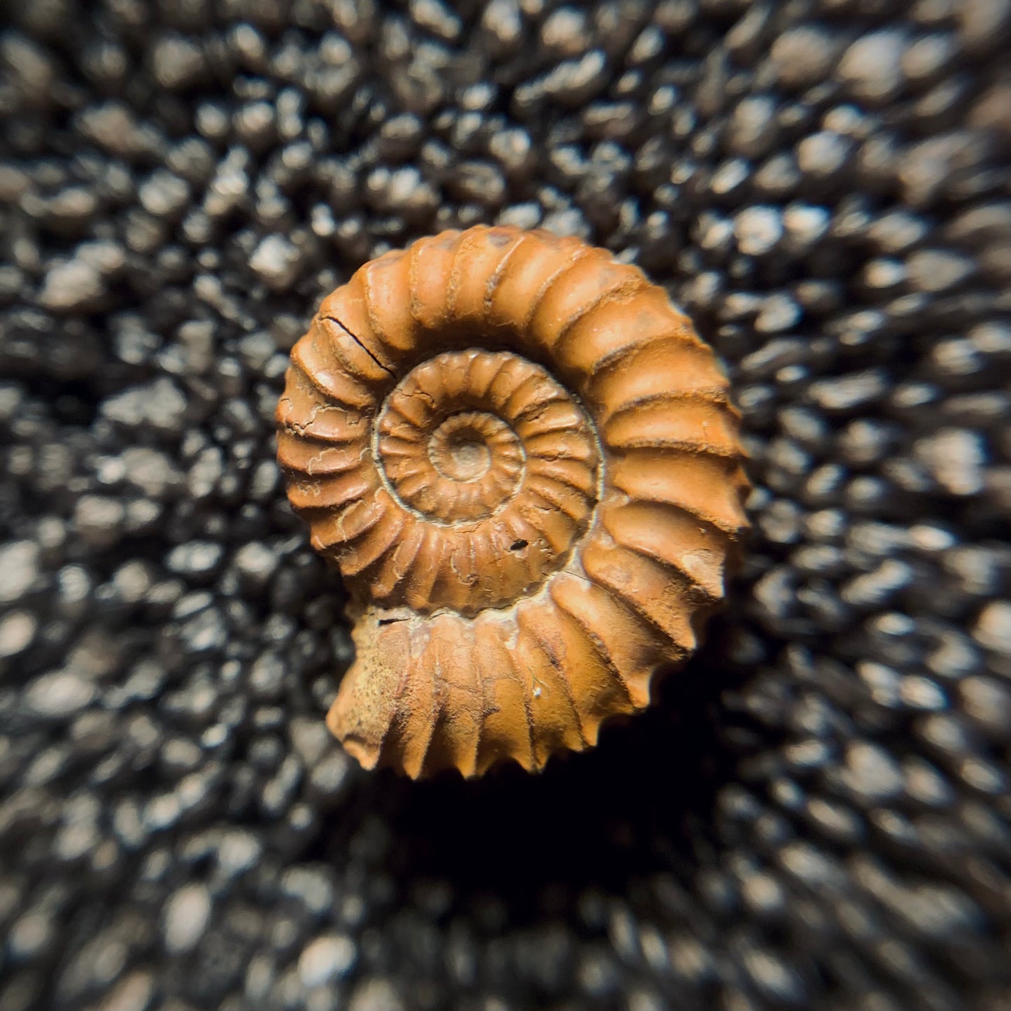 F26 | Ammonite | Mucrodactyites mucronatus