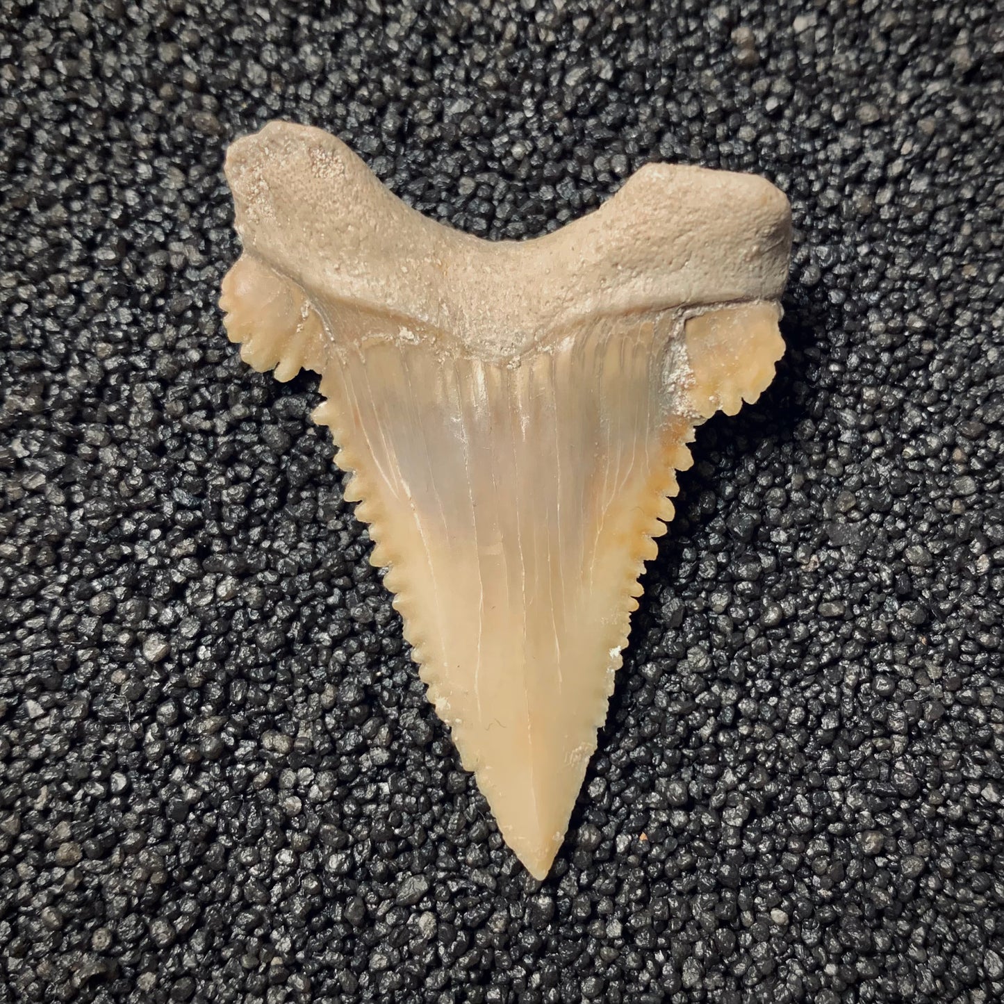 F124 | Squalo | Paleocarcharodon orientalis