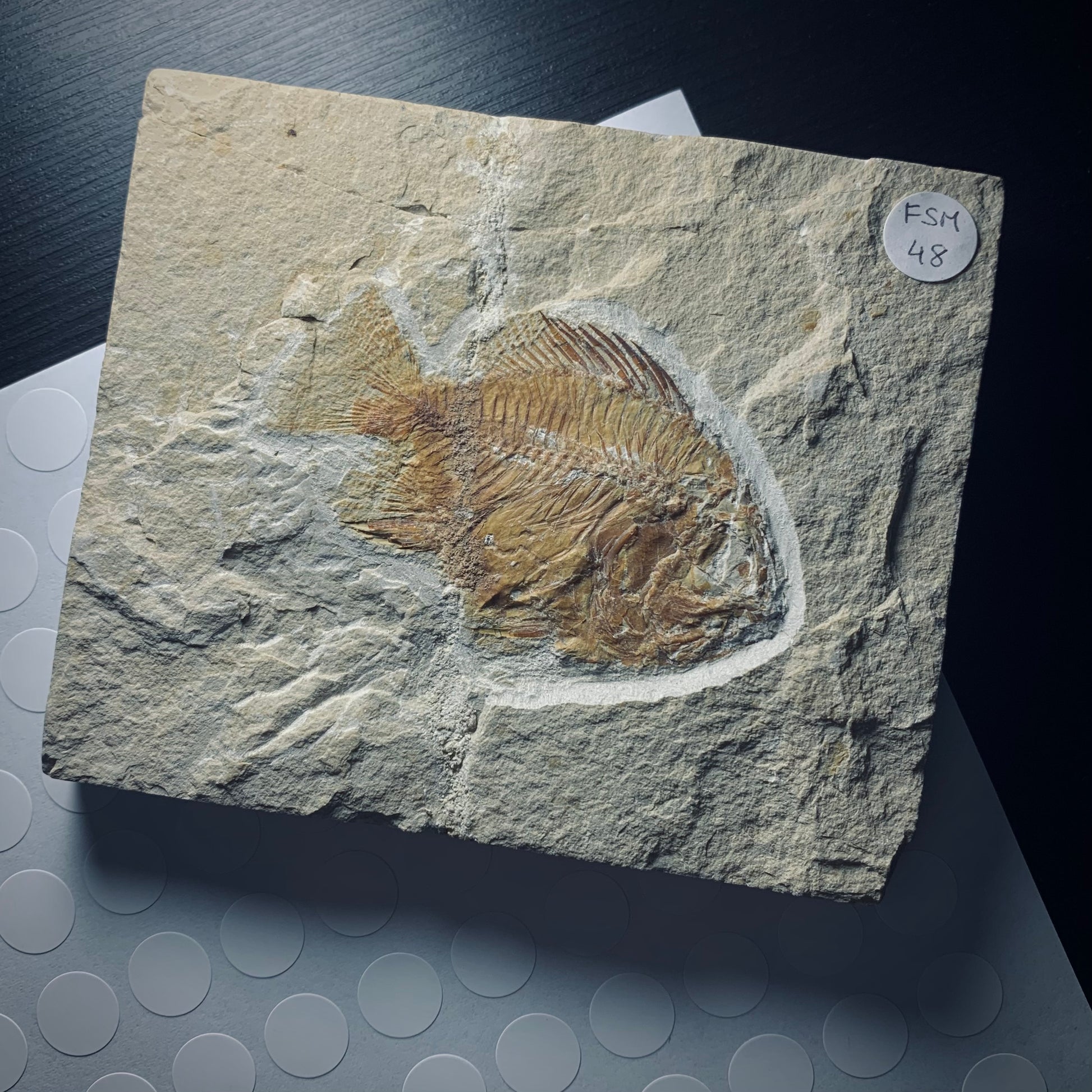 ST1, Scatola trasparente per fossili 46x46mm – Ysurus Fossil Shop