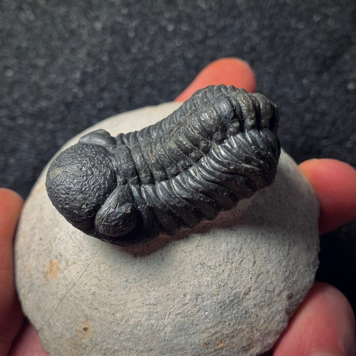 F120 | Trilobite | Phacopidae indet.