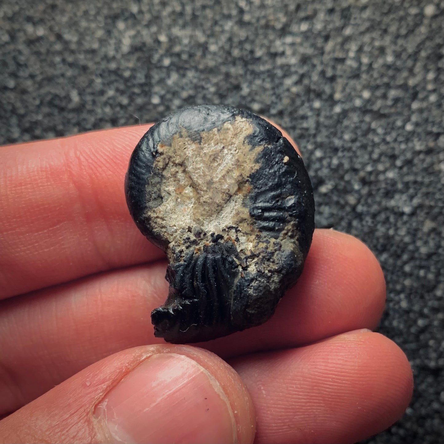 F197 | Ammonite | Pseudogrammoceras fallaciosum