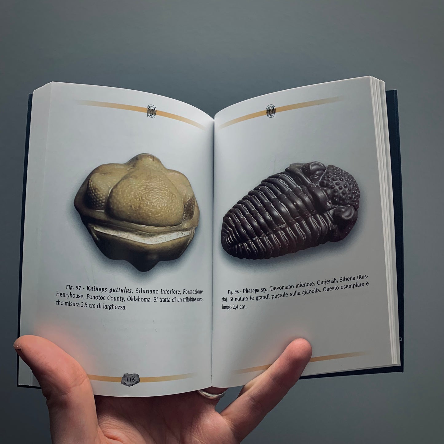 LP2 | Libro | I Misteri dei Trilobiti