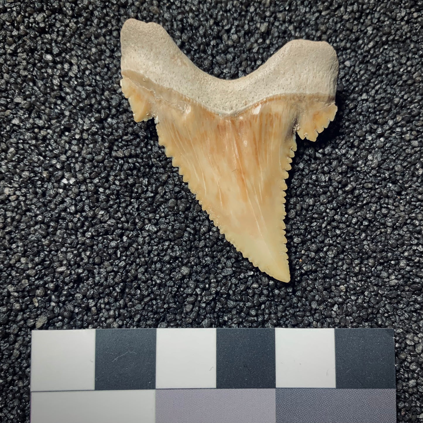 F123 | Squalo | Paleocarcharodon orientalis