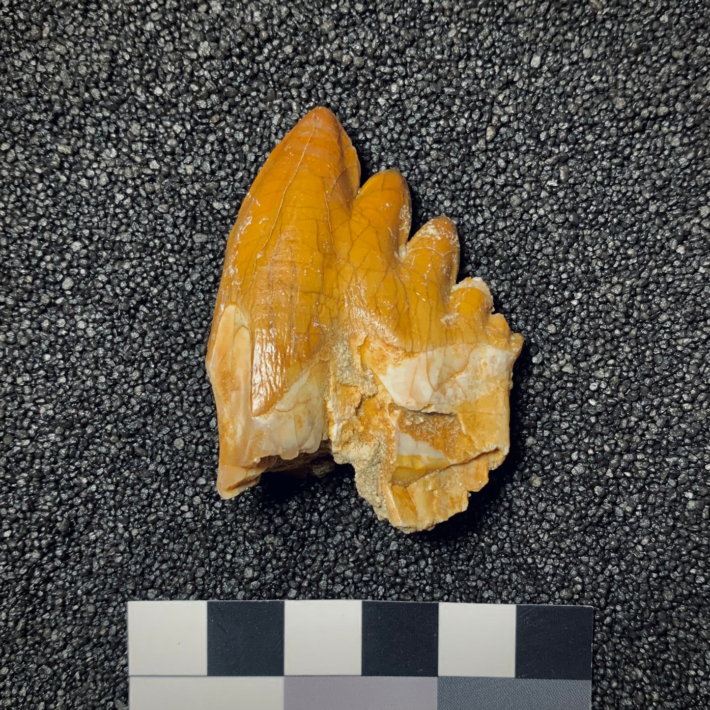 F130 | Cetaceo | Basilosauridae indet.