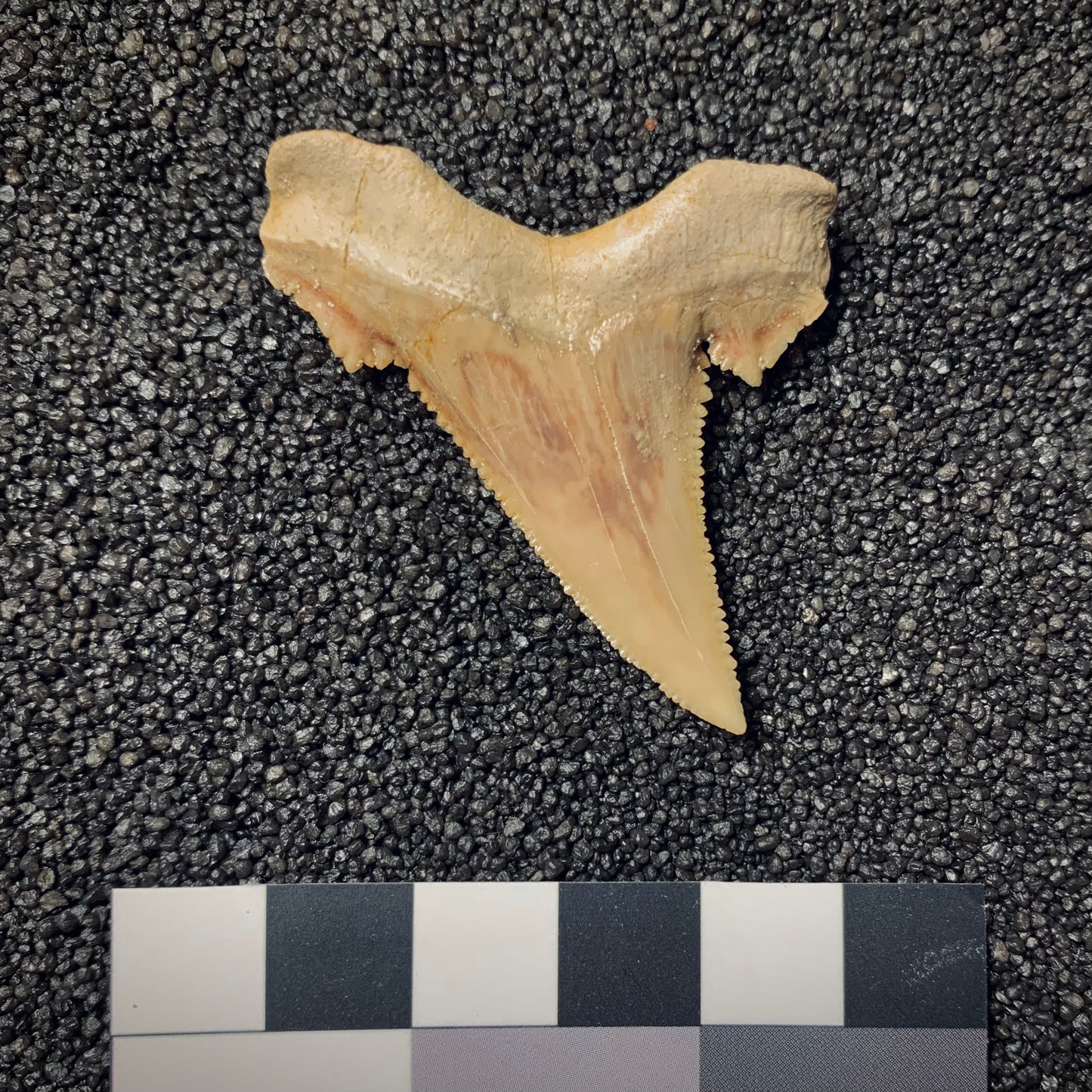 F125 | Squalo | Paleocarcharodon orientalis