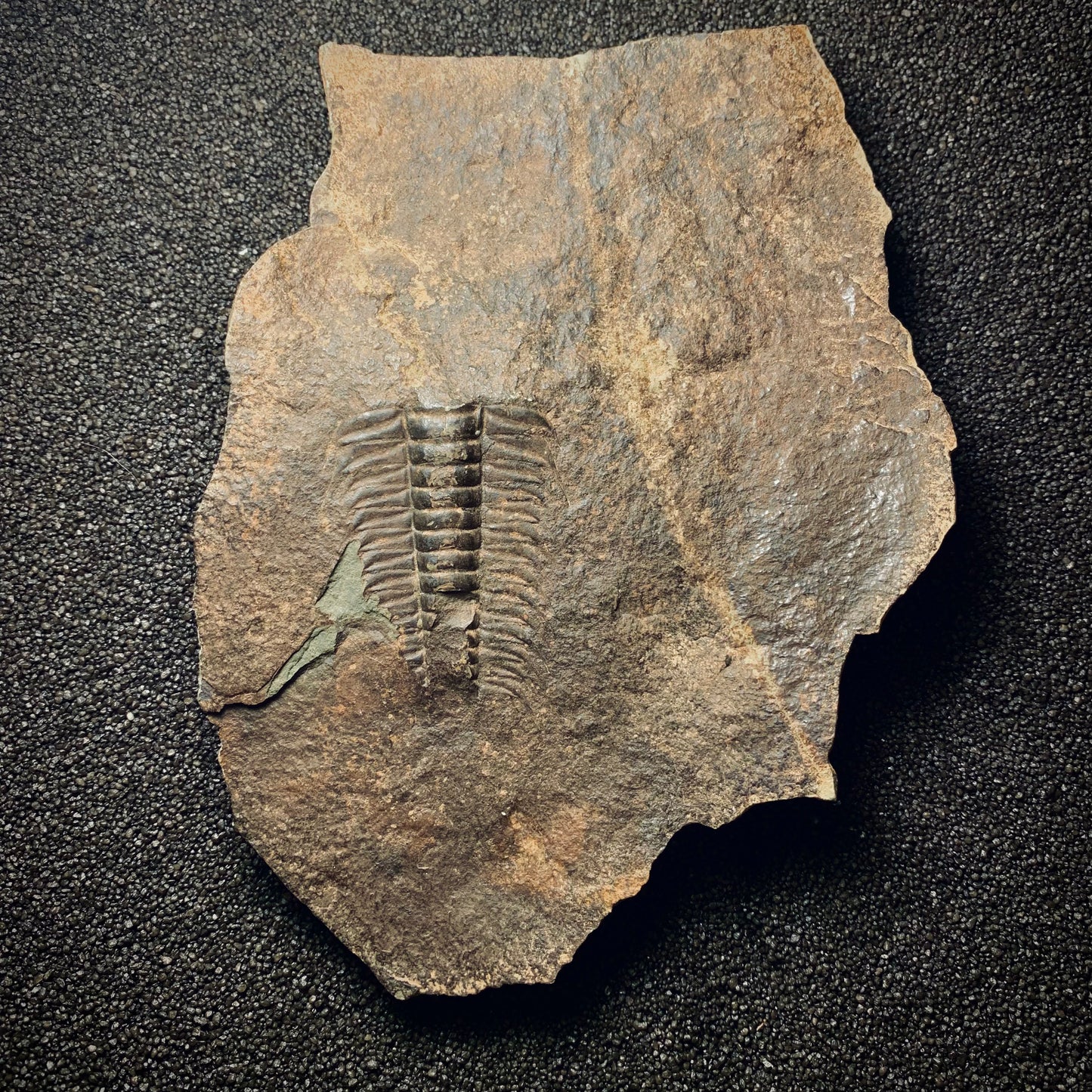 F83 | Trilobite | Paradoxides gracilis