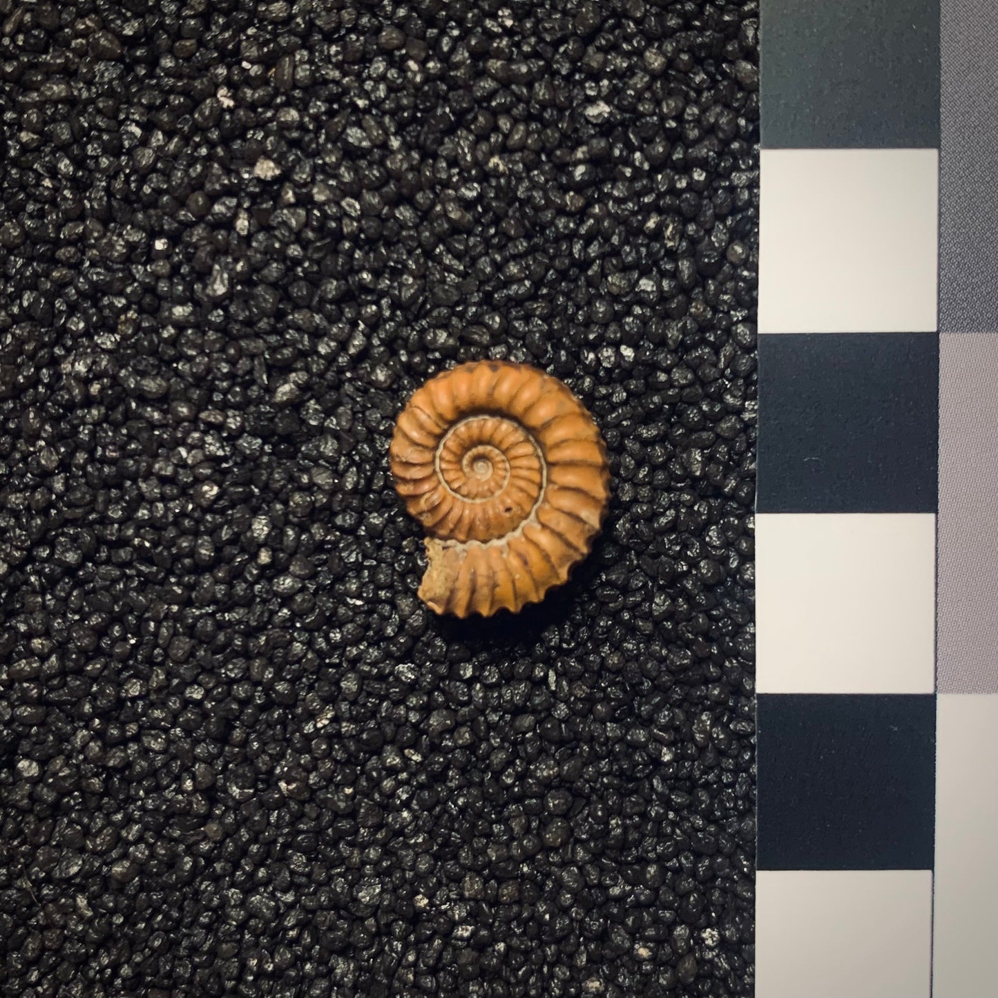 F26 | Ammonite | Mucrodactyites mucronatus