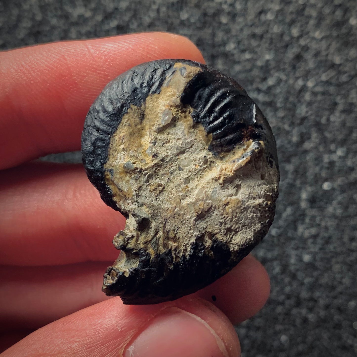 F196 | Ammonite | Pseudogrammoceras fallaciosum