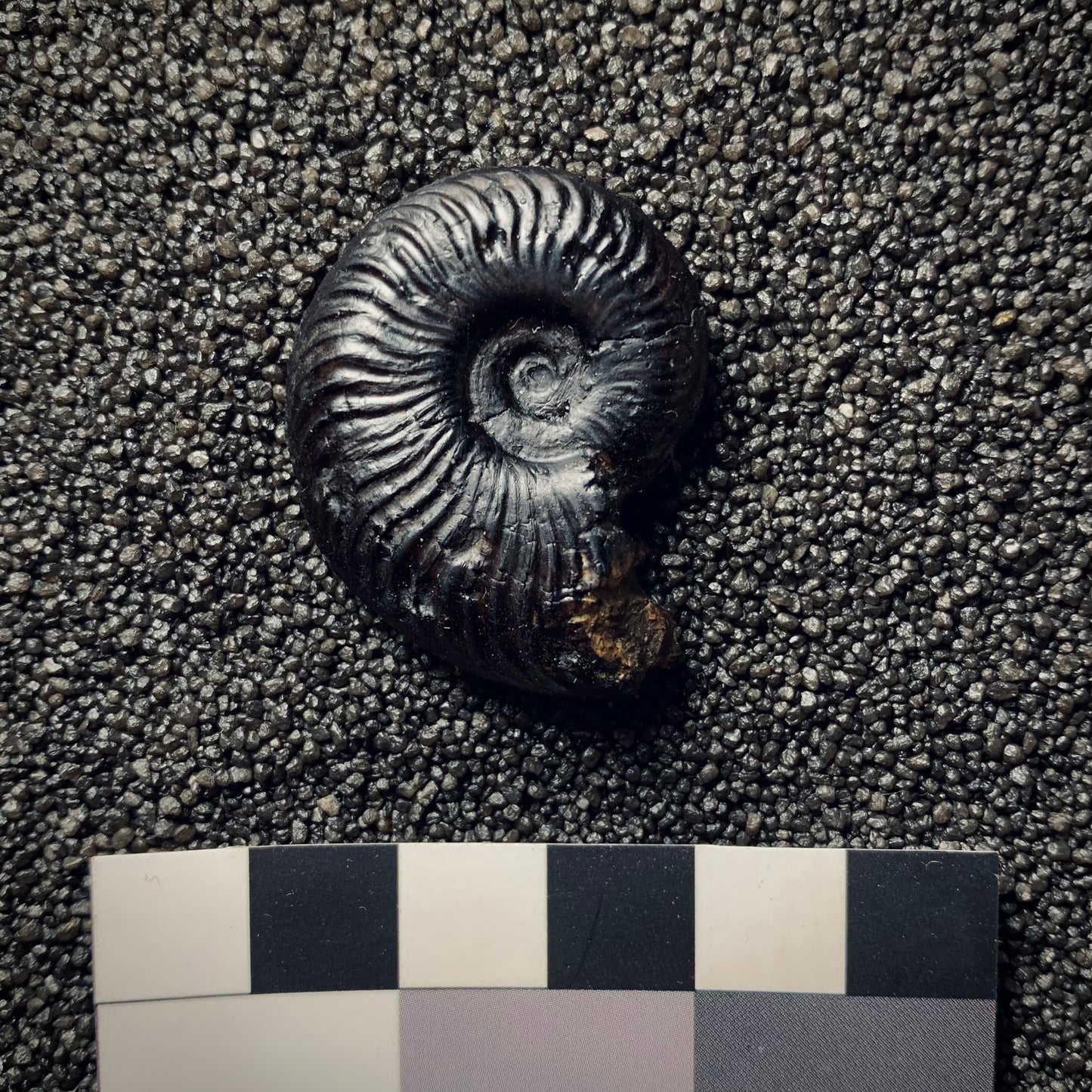 F196 | Ammonite | Pseudogrammoceras fallaciosum