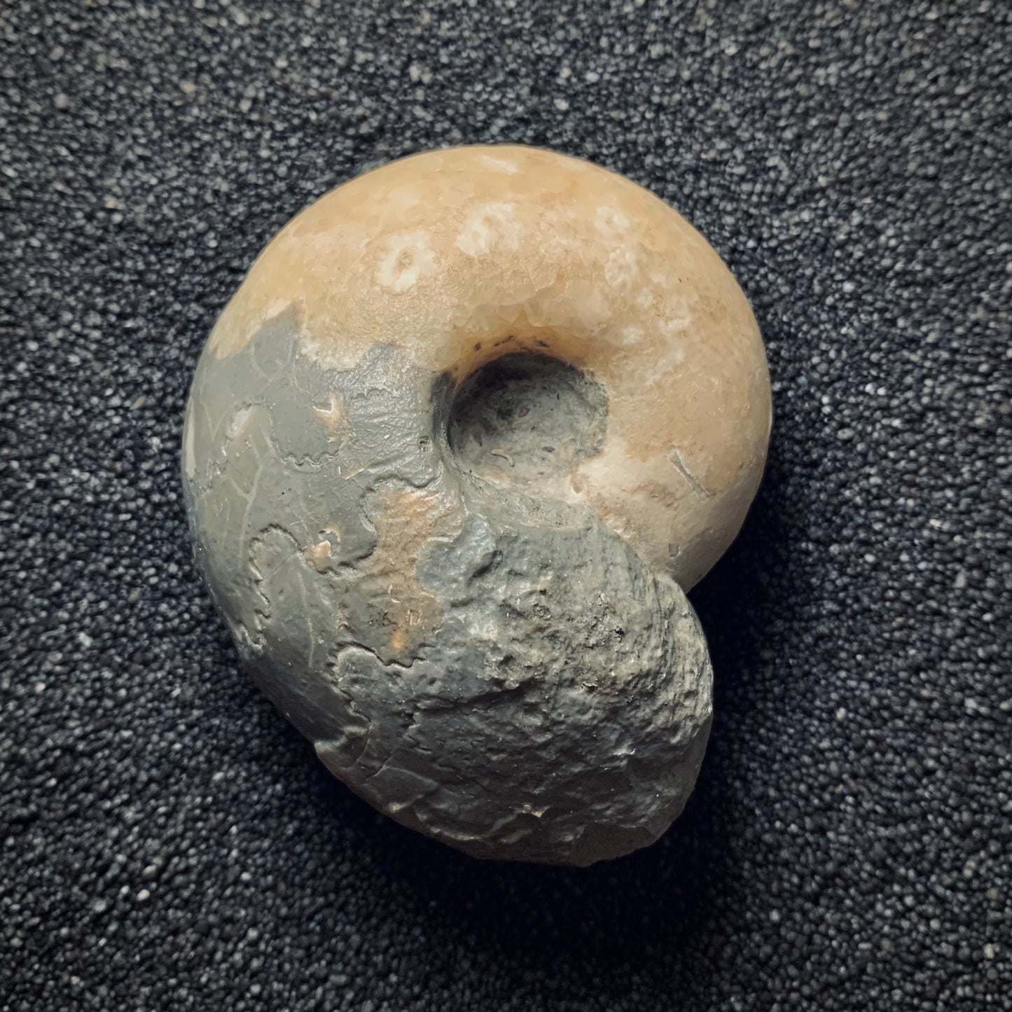 F164 | Ammonite | Vascoceras costatum