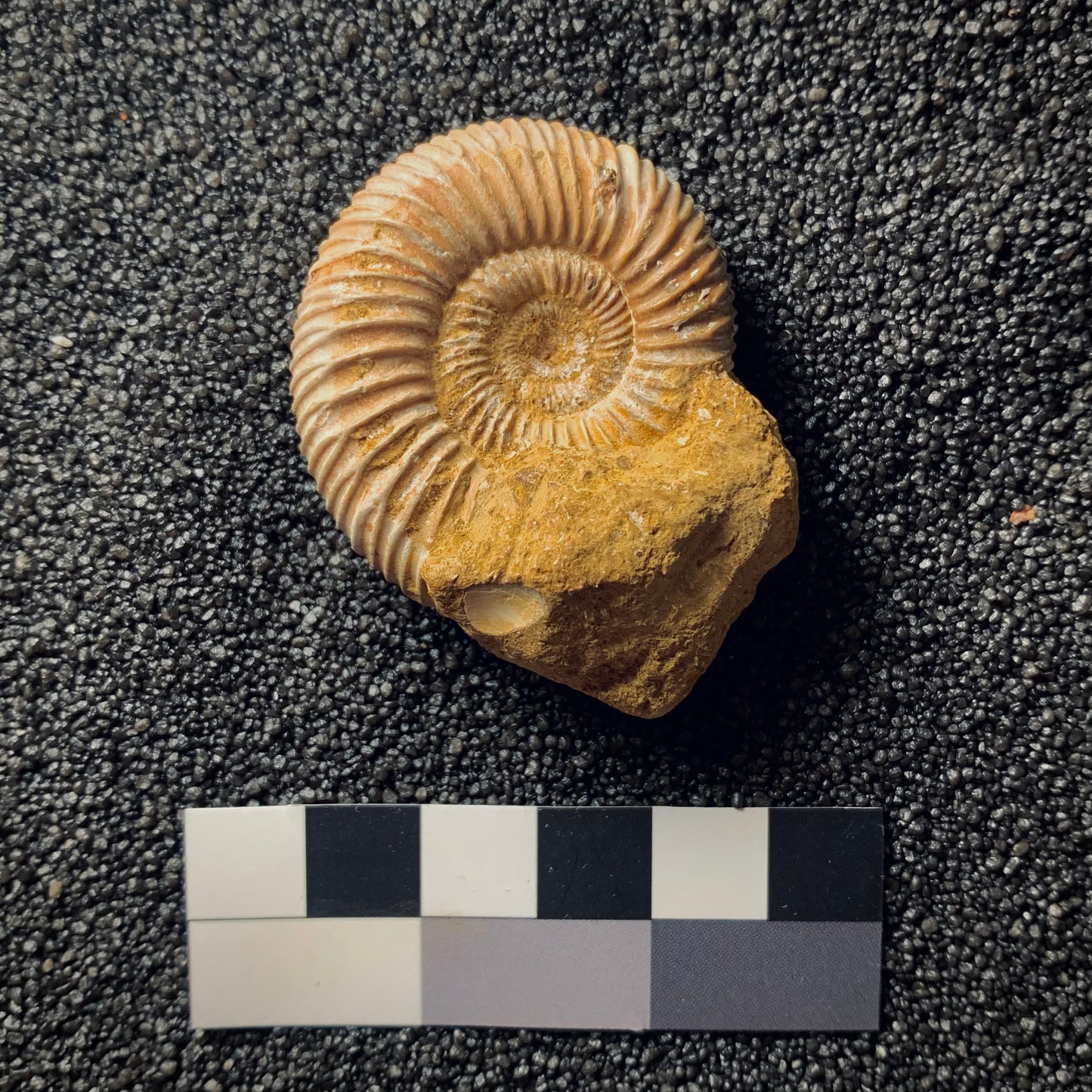 F155 | Ammonite | Perisphinctes sp.