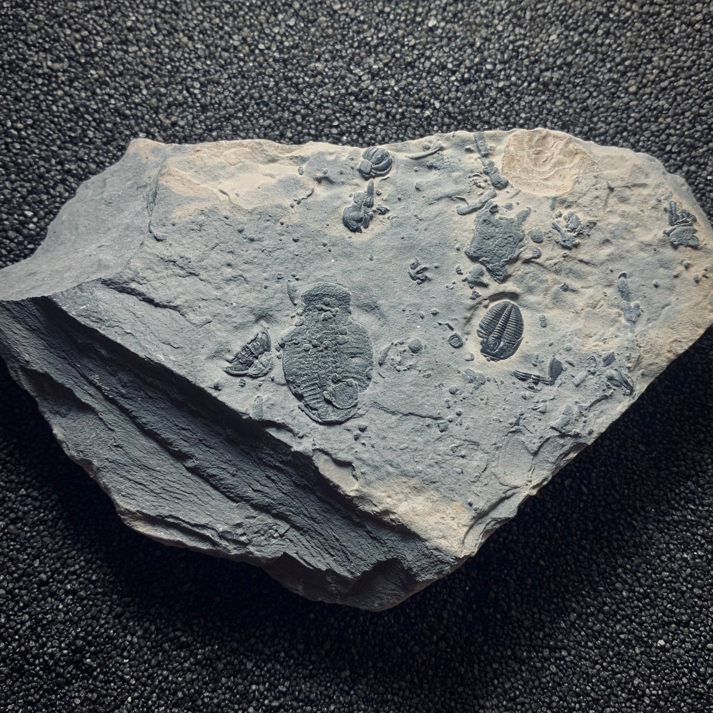 F182 | Trilobite | Elrathia kingii