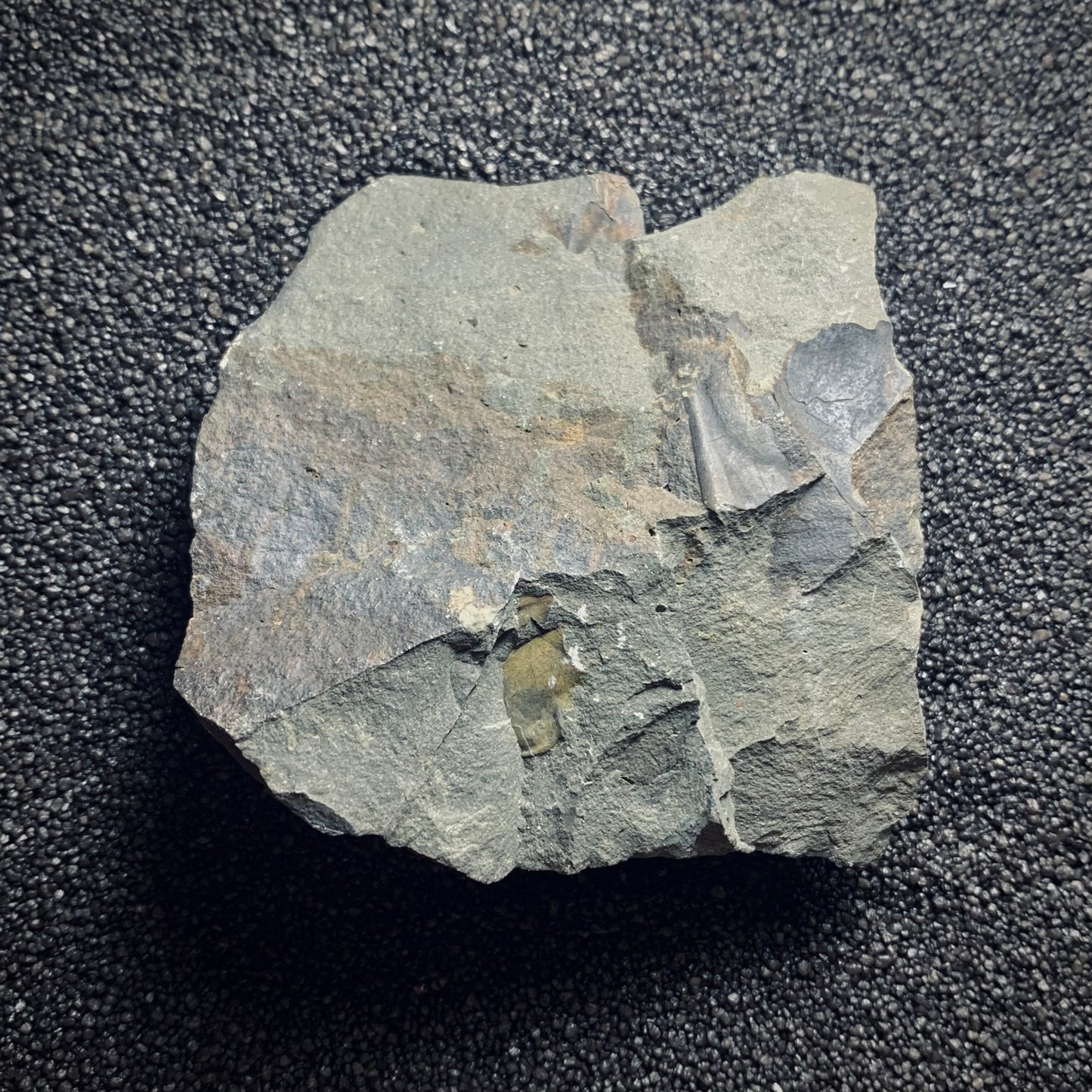F96 | Trilobite | Concoryphe sulzeri