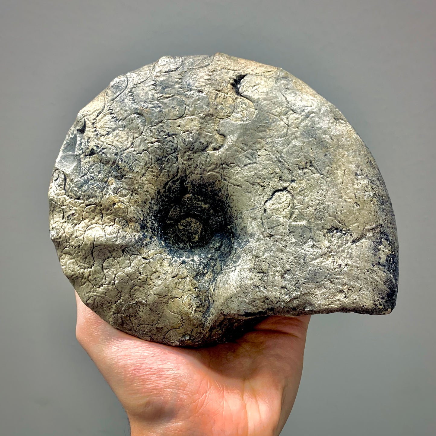 F90 | Ammonite | Ceratites sp.