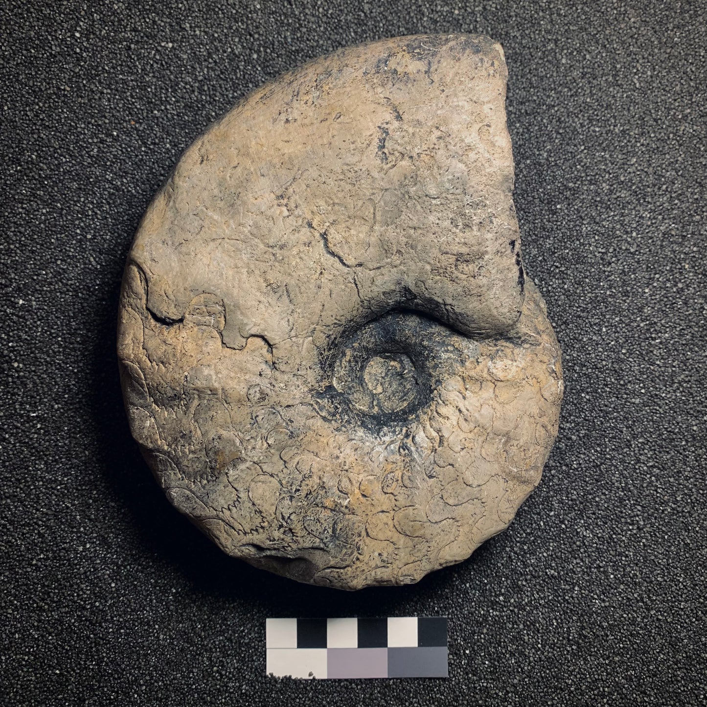 F90 | Ammonite | Ceratites sp.
