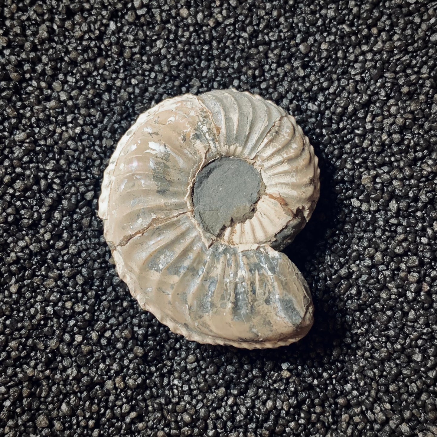 F68 | Ammonite | Pleuroceras transiens