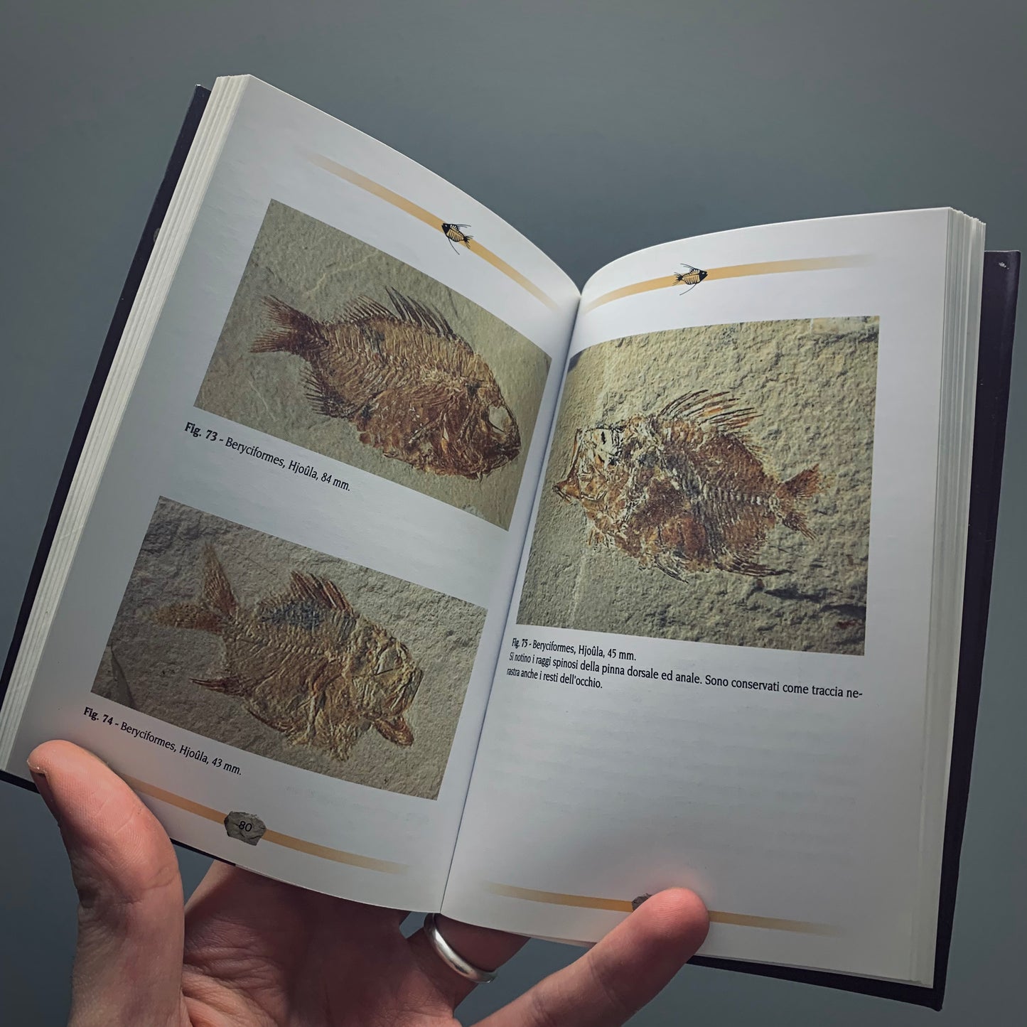LP1 | Libro | Fossili Cretacei del Libano