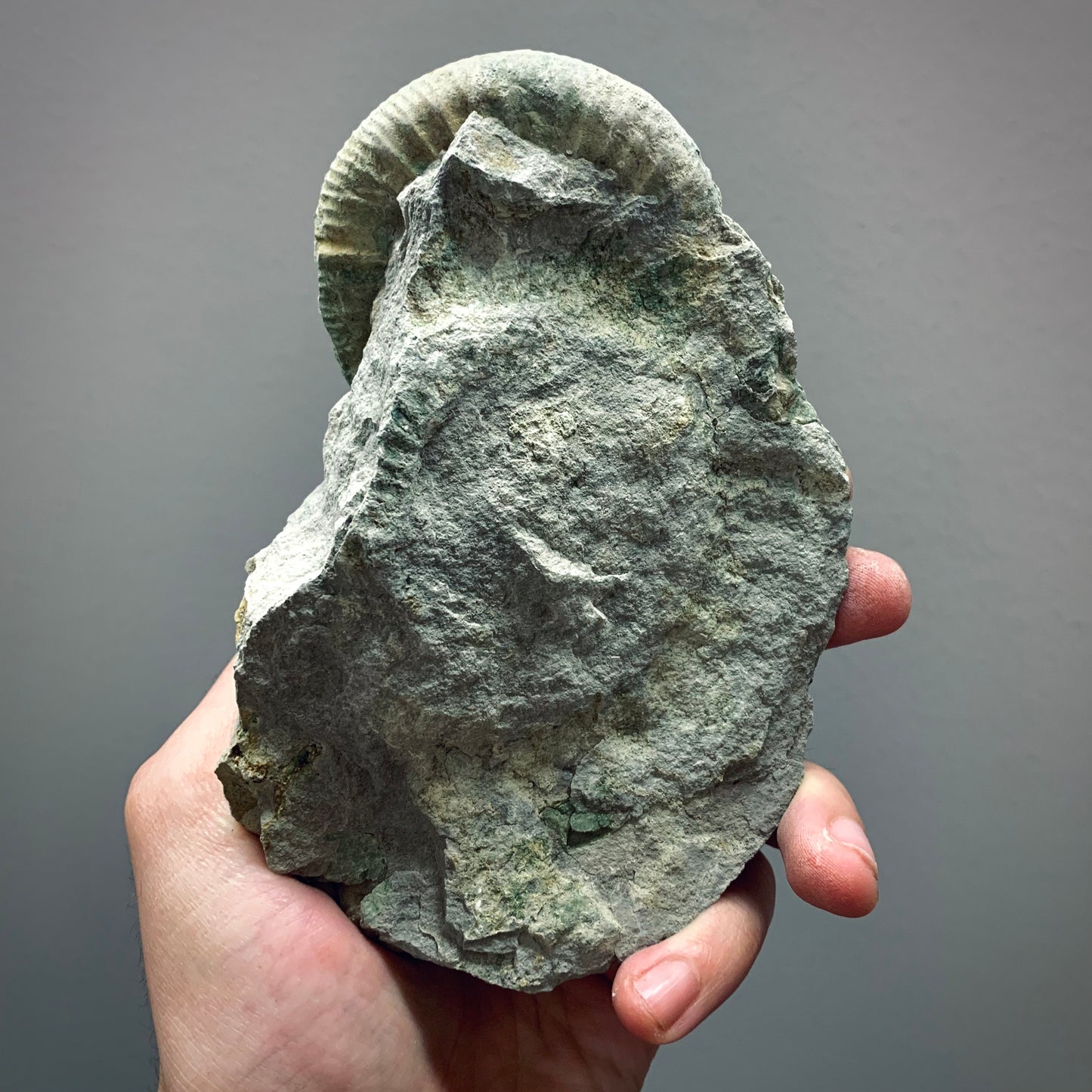 FNP4 | Fossile da preparare | Ammonite | Orthosphinctes sp.