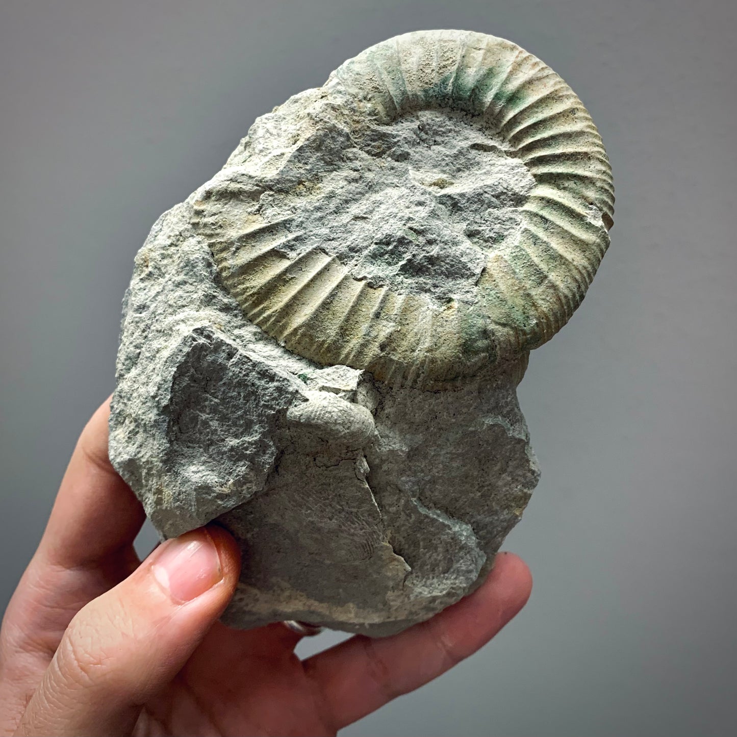 FNP4 | Fossile da preparare | Ammonite | Orthosphinctes sp.